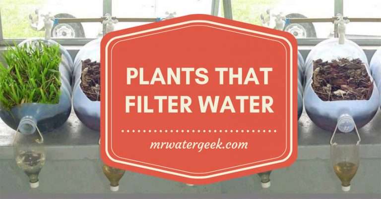 11 Plants That Filter Water In The Most INSANE Ways